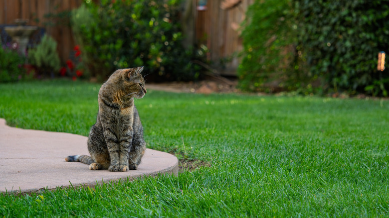 a cat sitting alertly on the curved edge of a concrete patio