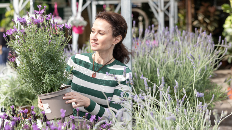 Woman inspecting potted lavender plants to buy