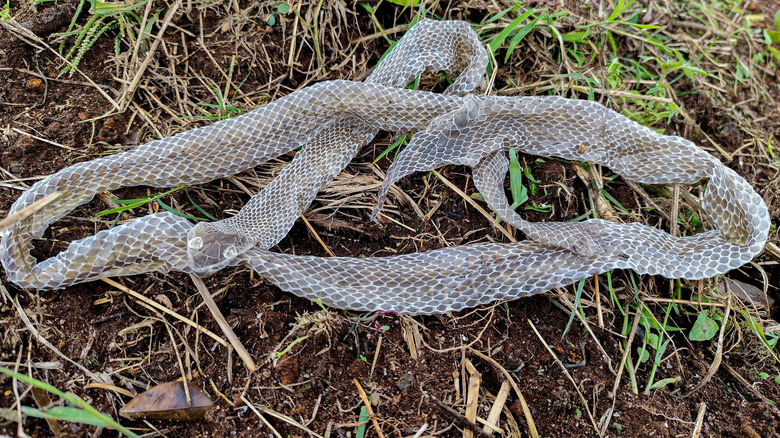 Snake skin shed that does not have hourglass markings of a copperhead