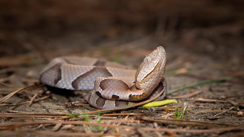 A southern copperhead snake.