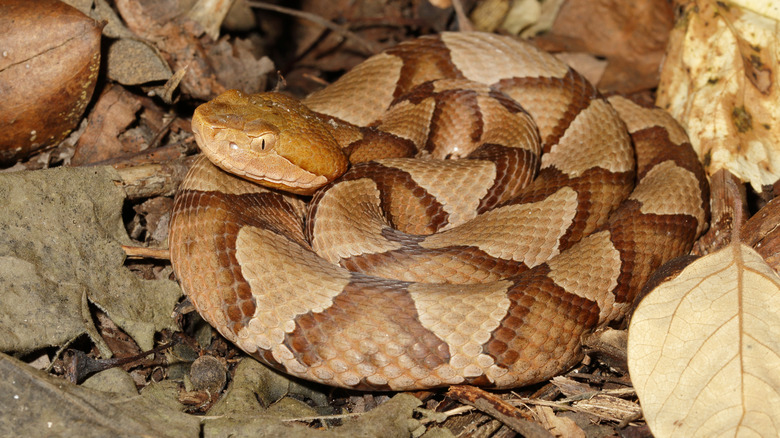 Northern copperhead snake coiled up on pile of leaves