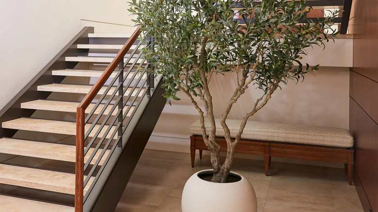 large olive tree in round white pot inside neutral bedroom with window
