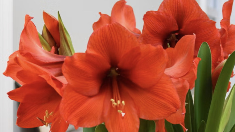 Close up shot of red-orange Amaryllis flowers.