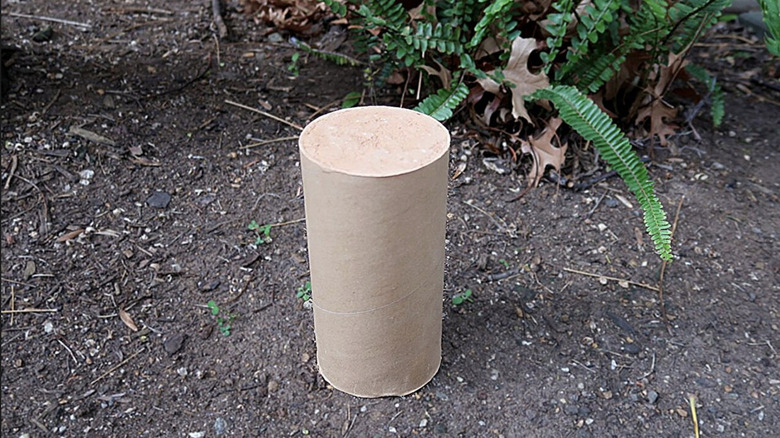 Sample of cardboard tube filled with packed soil