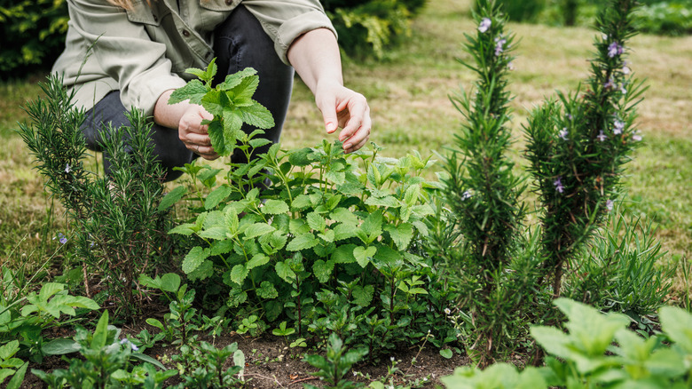A person picking some herbs in her yard.