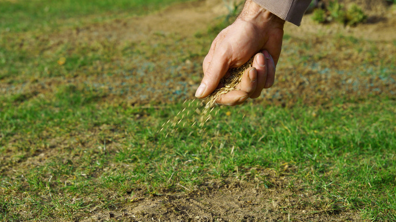 A person sprinkles seed on green lawn with patches of brown, dead grass.