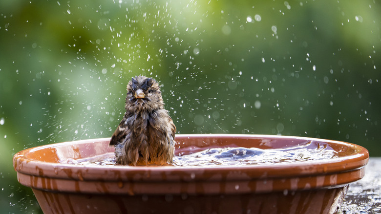 A bird shaking off water in a bird bath