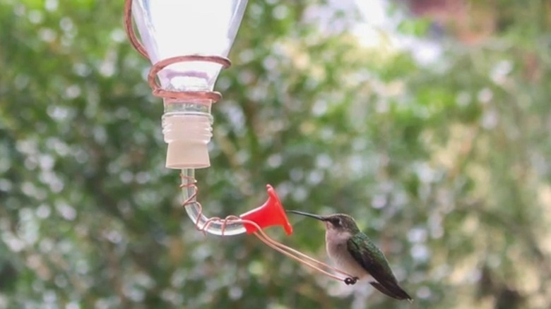 Hummingbird feeding at a DIY glass bottle feeder