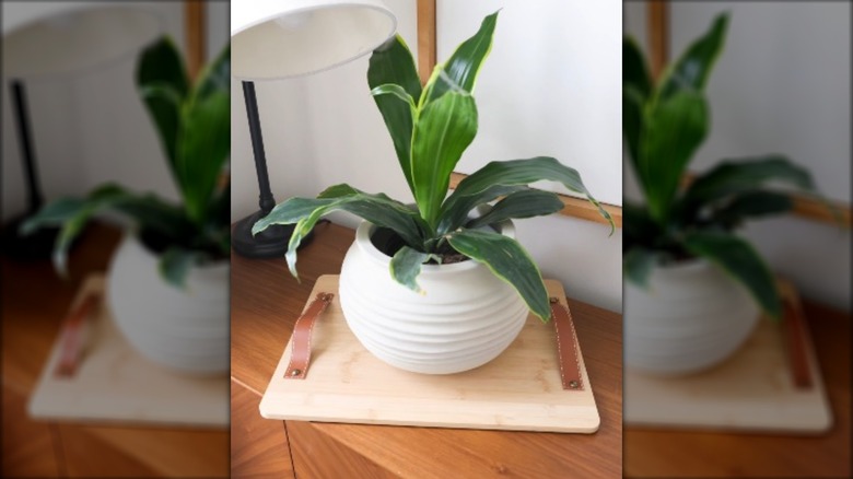 Plant on a wood tray