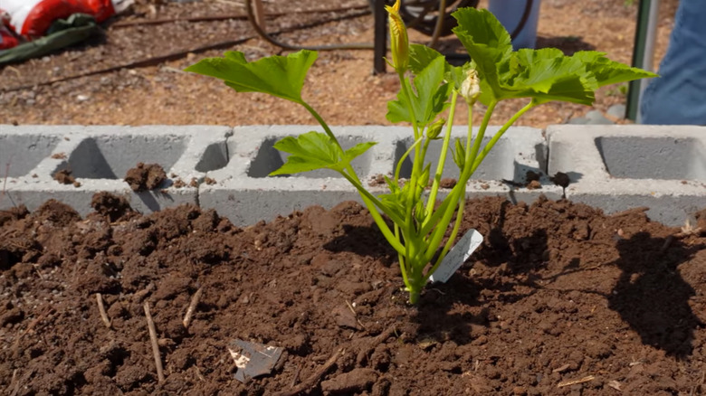 A raised garden bed made of concrete blocks with a squash plant growing inside