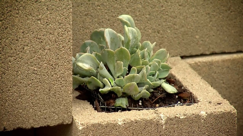 A succulent growing in the middle of a concrete block