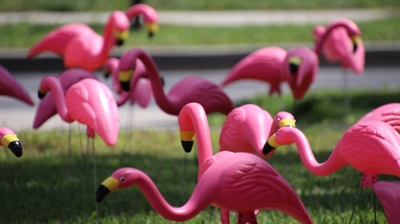 A lawn filled with pink plastic flamingo ornaments