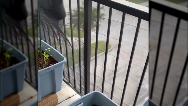 Black sheer curtains used to shield growing plants on outdoor balcony with railing