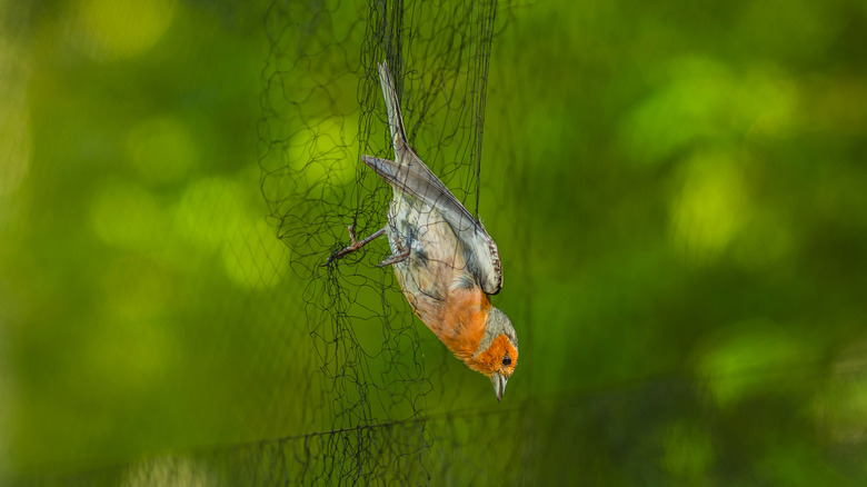a small bird trapped in a net