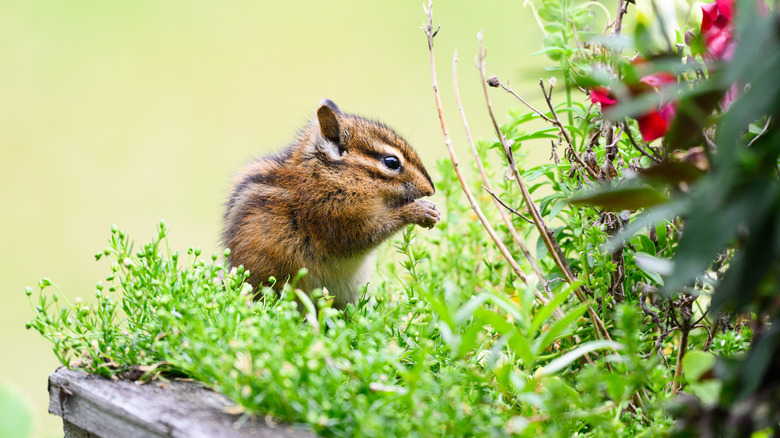 a chipmunk sits in a garden planter