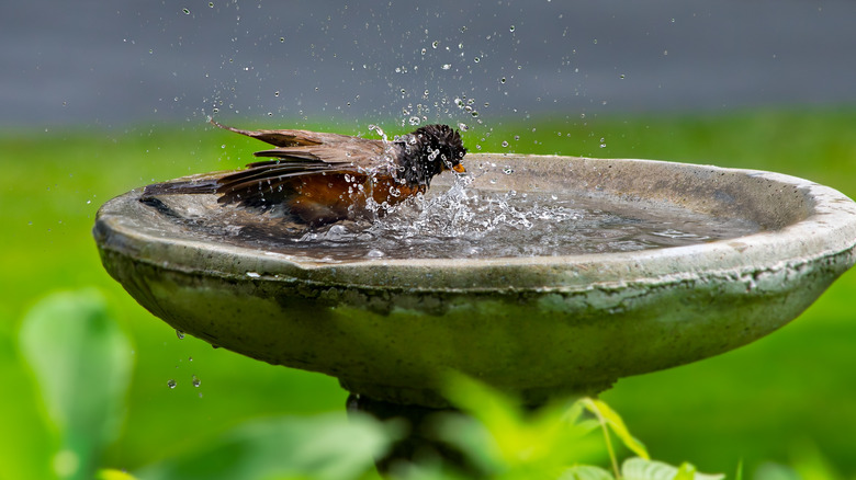 bird splashing in basic stone bath