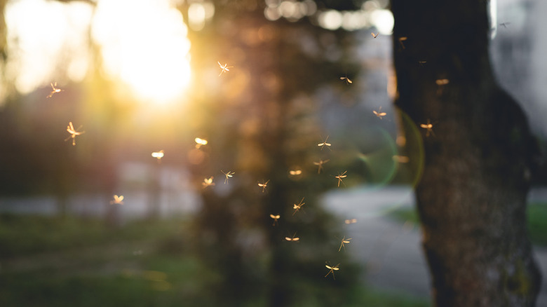 Mosquitoes flying around a backyard