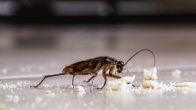 cockroach eating crumbs