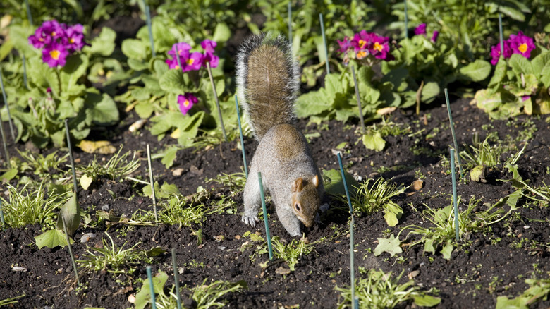 A gray squirrel digs in the soil of a garden with purple flowers in the background