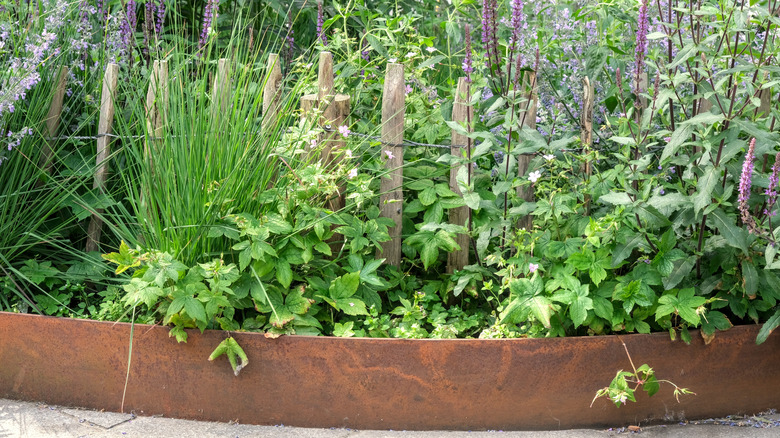 A garden with lavender and a Corten steel retaining wall