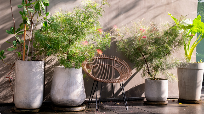 Image of a patio with large concrete planters on either side of a modern chair.