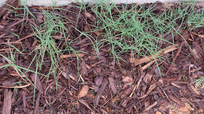 Grass growing in garden mulch
