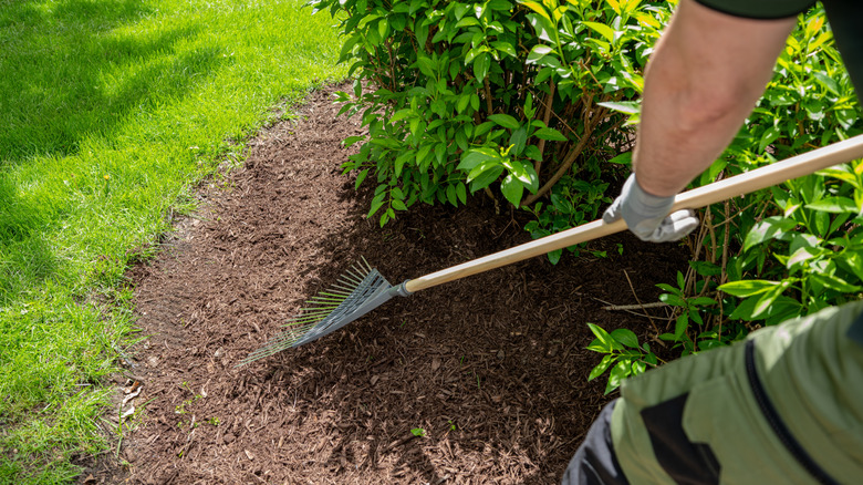 Person raking in fresh mulch around a shrub.