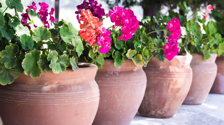 Flowers in terracotta planters