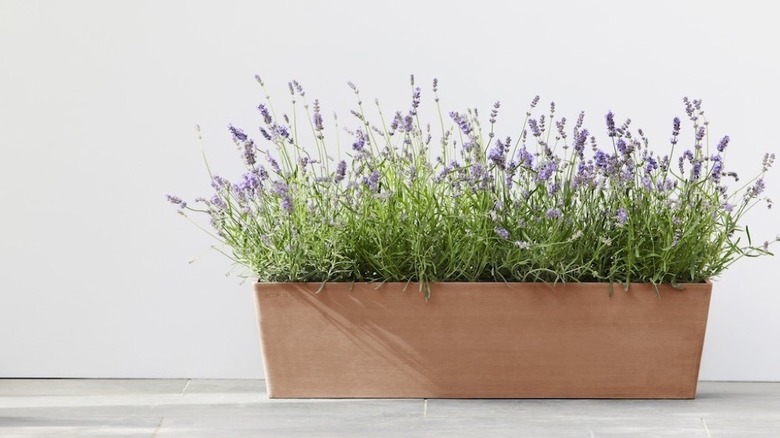 Ecopots Bruges Pot full of lavender on a patio