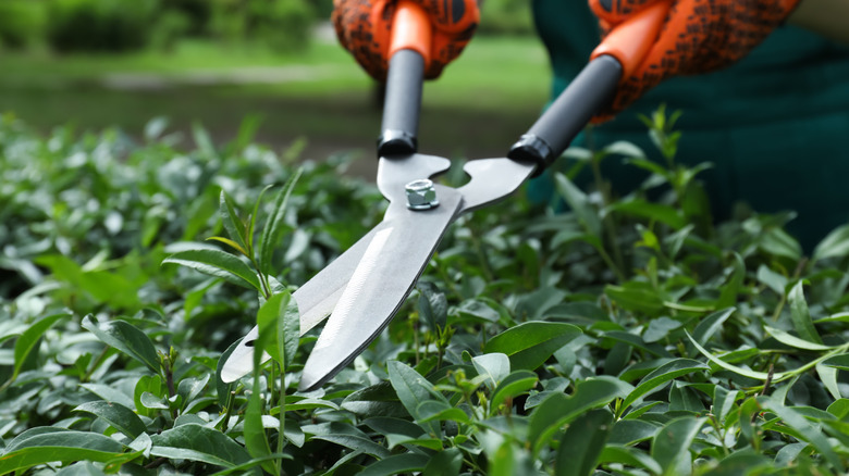 Close up of garden shears