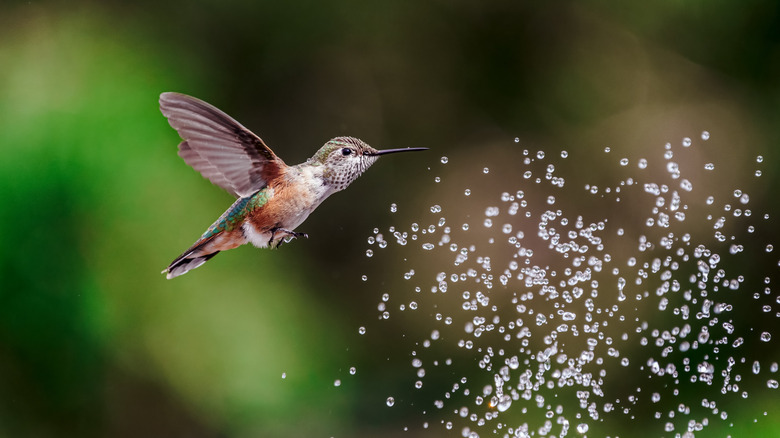 a flying hummingbird by a running water source