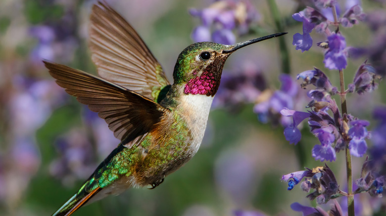 a hummingbird flying up to purple florals