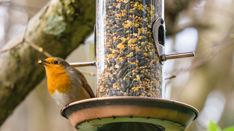 Robin on a bird feeder