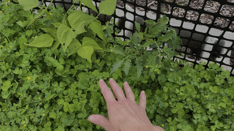a gardener shows white clover sown around tomato plants