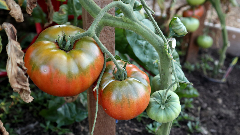 healthy tomato plants on the vine