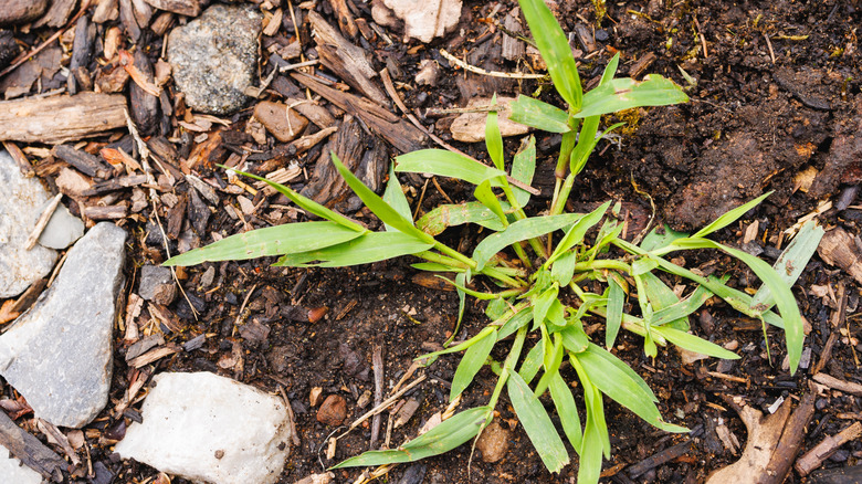 A closeup of crabgrass in the dirt