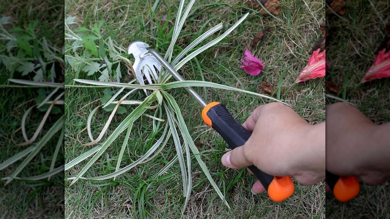 Sixcar weed tool used to get rid of crabgrass