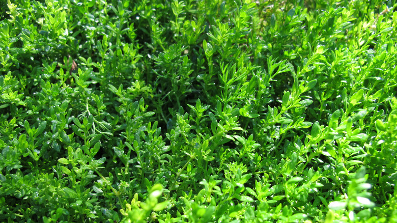 Close up of rupturewort in sunlight.