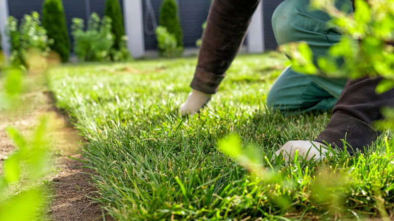 Person placing grass sod in yard.
