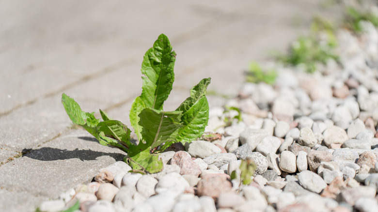 weed growing in gravel driveway