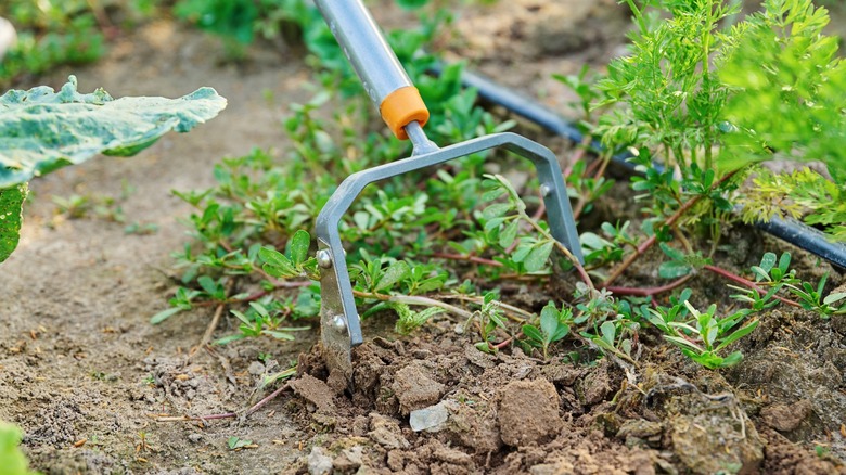 Cutting through weeds with a scuffle hoe