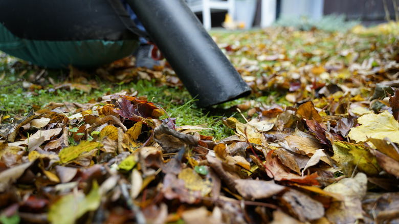 person using leaf mulcher to suck up leaves