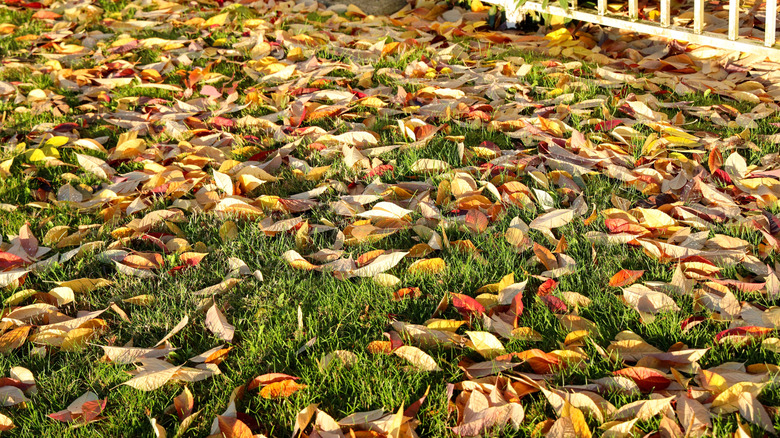 A yard covered with fallen leaves