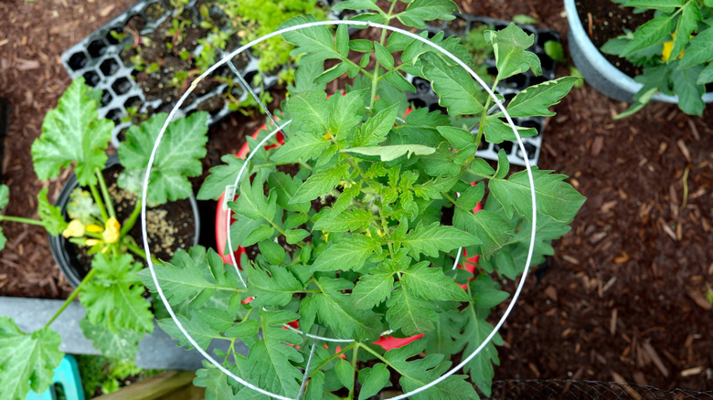 Tomato plant growing in a traditional cone cage