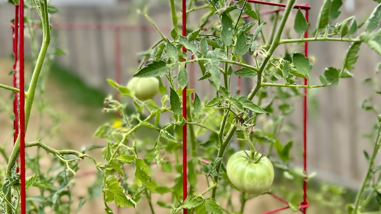 Green tomatoes growing on a square cage