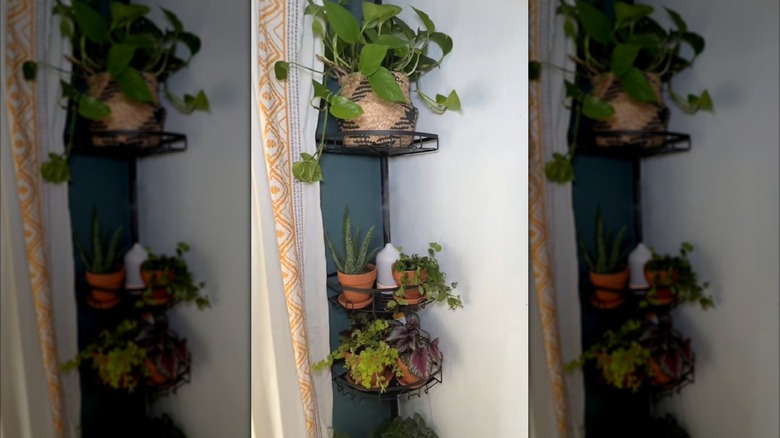 Plant stand made from corner shower caddy