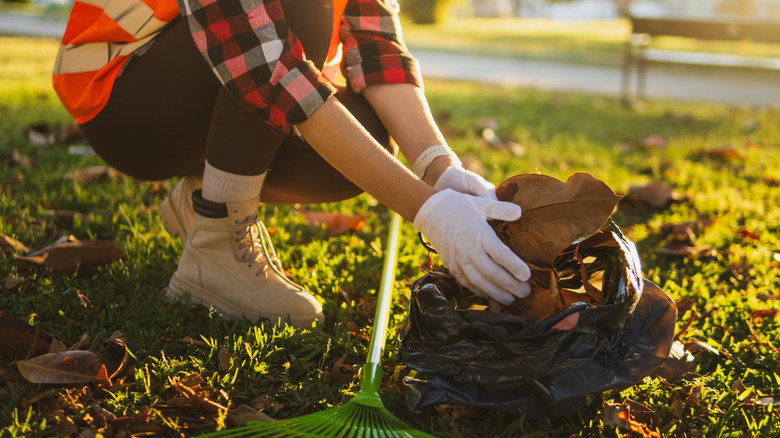 a person collecting fallen autumn leaves into a trash bag.