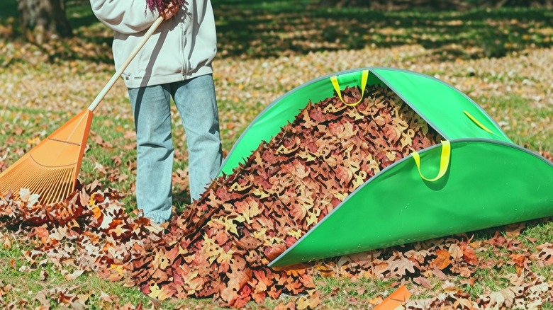 a woman gathering leaves in the Tryly foldable lawn and leaf bag