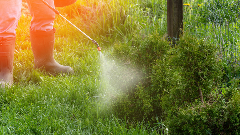 A person spraying liquid aerator on a lawn.