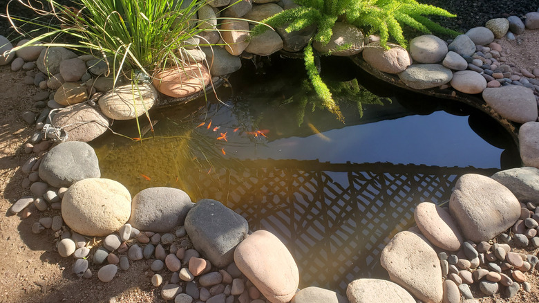 Backyard rock pond